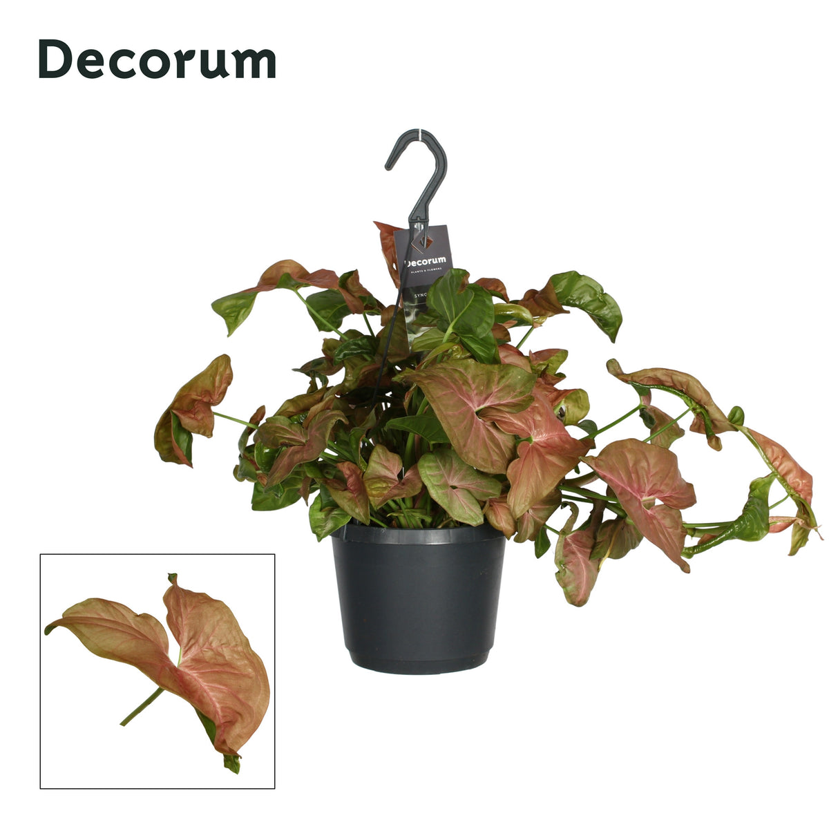 Syngonium pod. Red Spot 40cm 17cm Pot