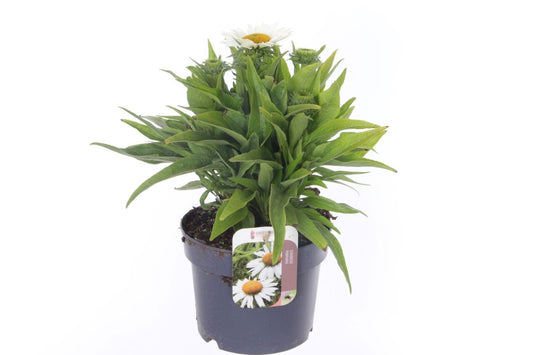 Echinacea pur. Alba 35cm 17cm Pot