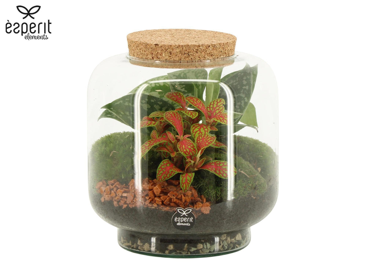 Glass Terrarium 17cm 17cm Pot