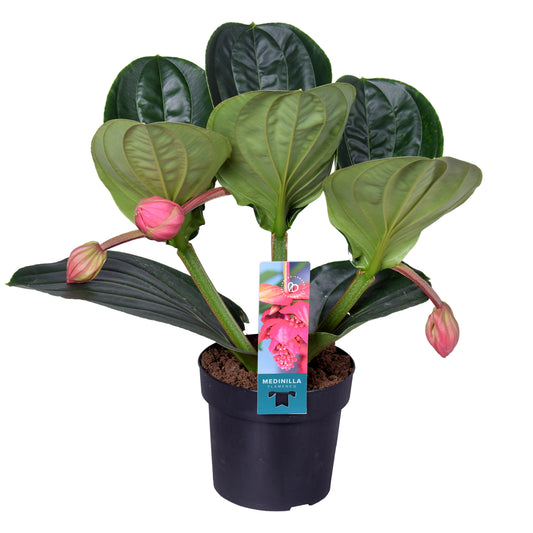 Medinilla Flamenco 40cm 17cm Pot