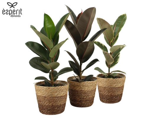 Ficus elastica 55cm 17cm Pot