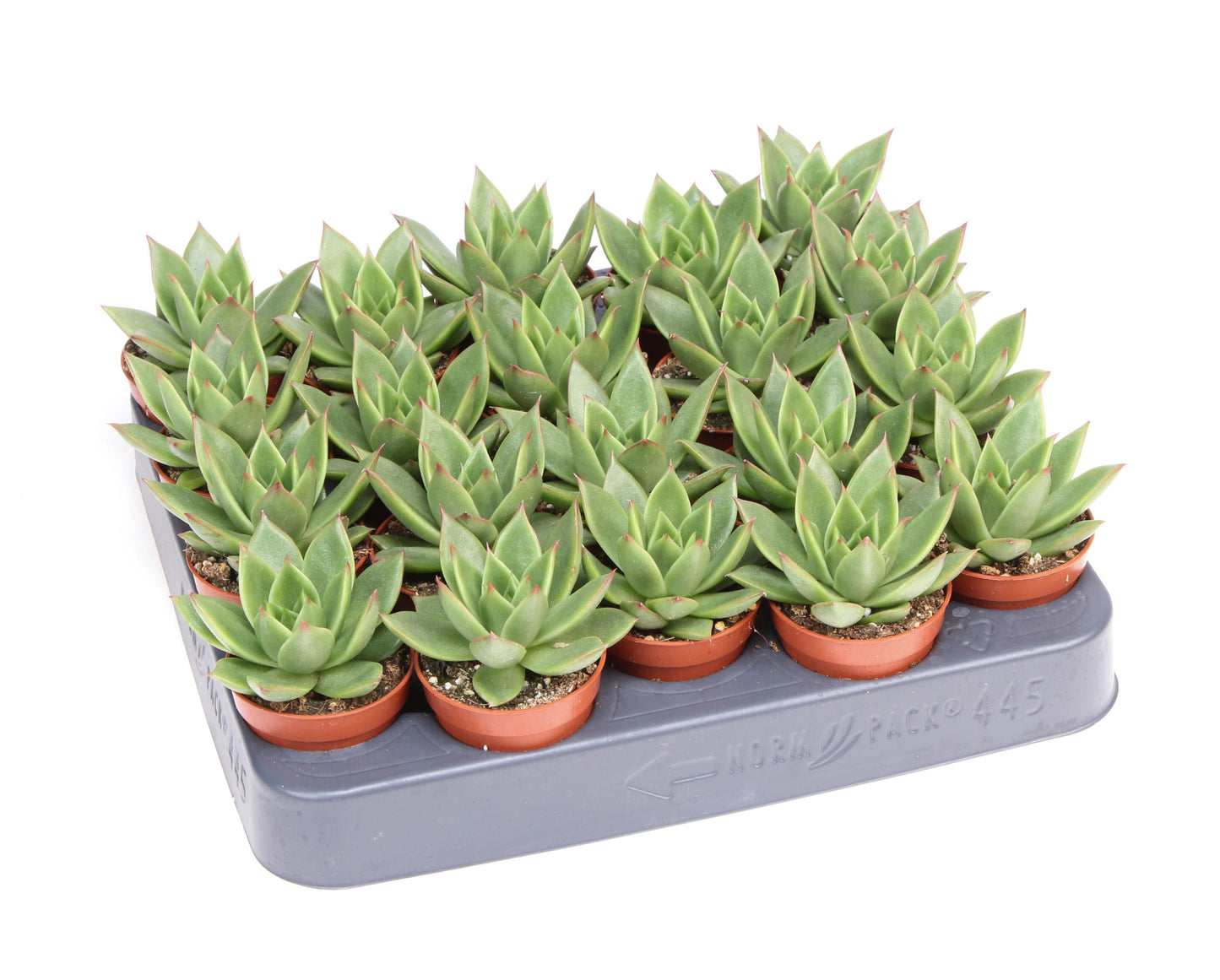 Echeveria miranda 8cm 505cm Pot