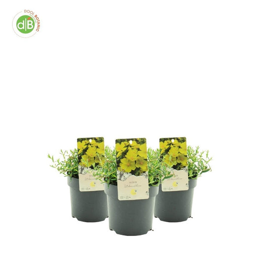 halimium-libanotis-25cm-15cm-pot