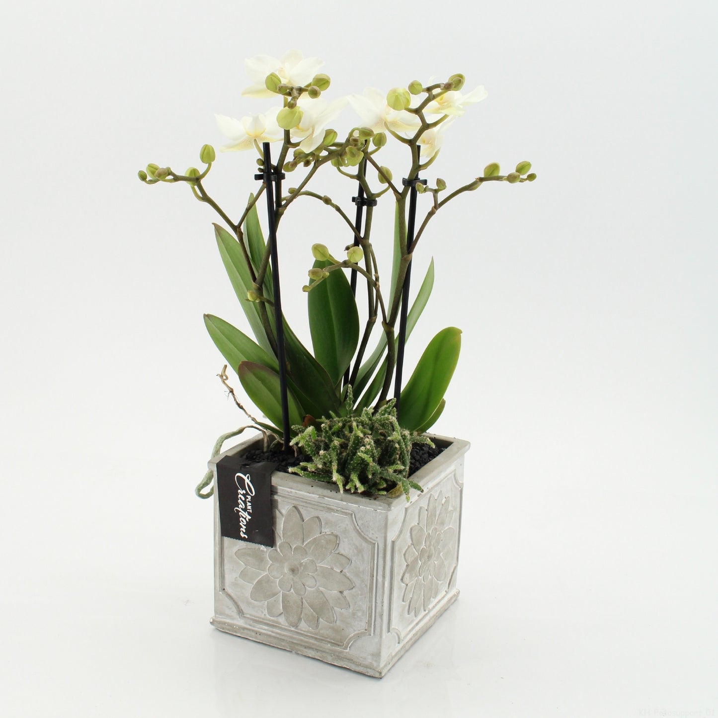 PHAL-2649W Phalaenopsis creatie 45cm 13cm Pot