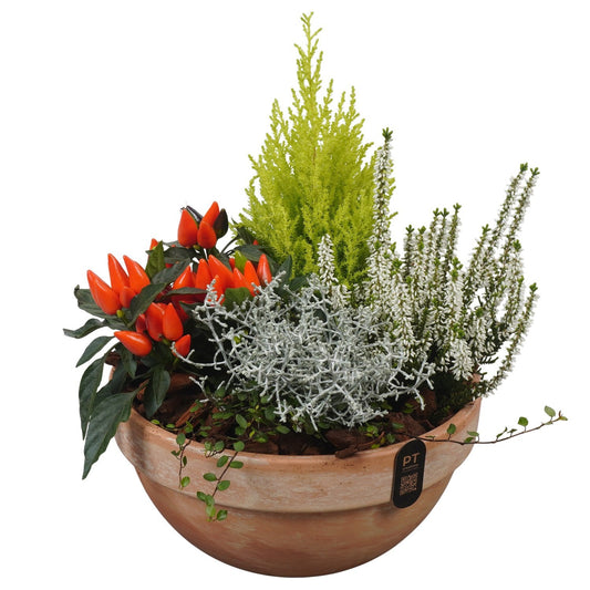 Outdoor arrangement 37cm 26cm Pot