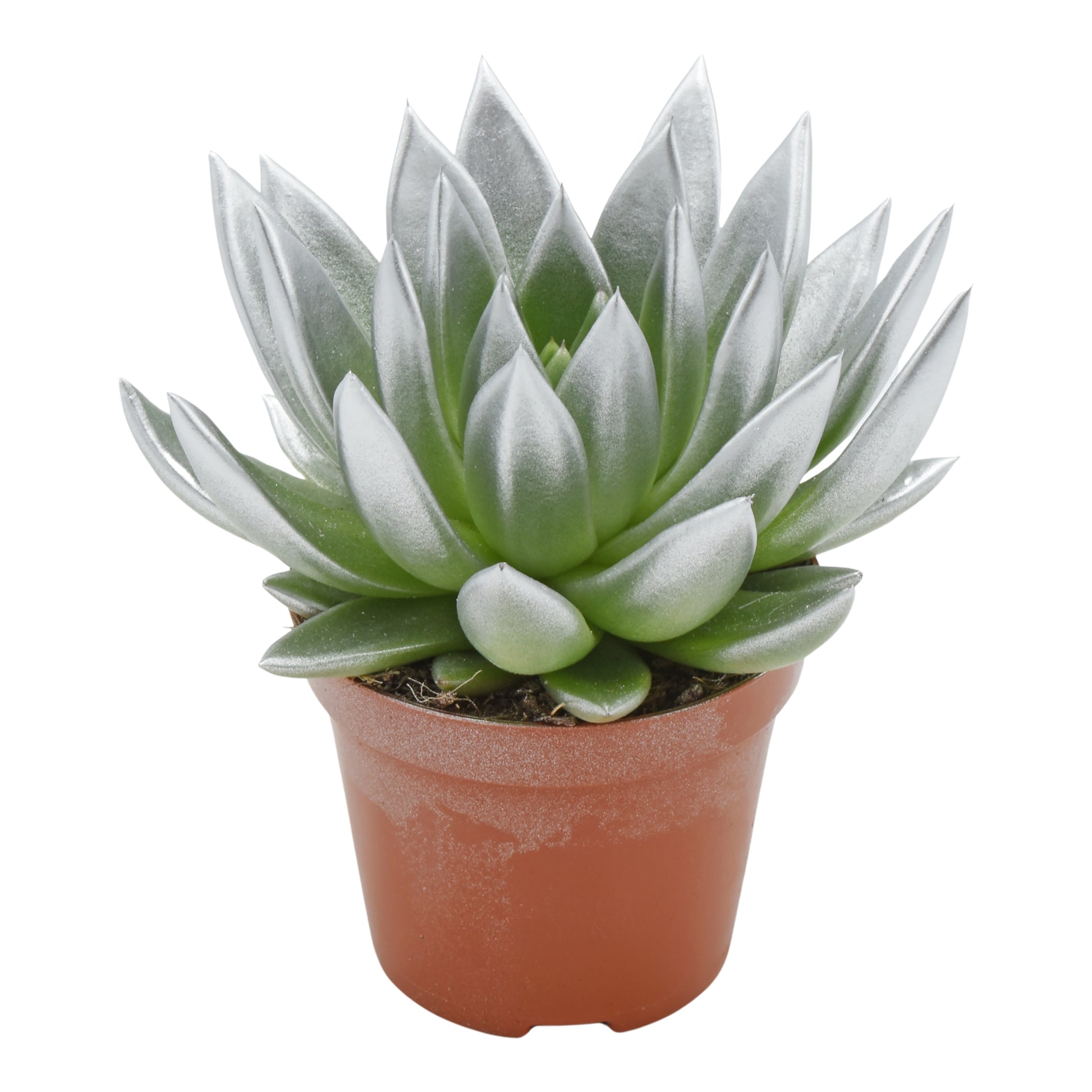 Echeveria Silver Pearl 15cm 12cm Pot