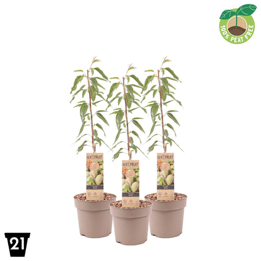 Prunus dulcis 90cm 23cm Pot