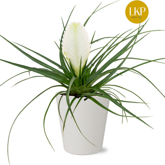 Tillandsia Biancini 30cm 10cm Pot