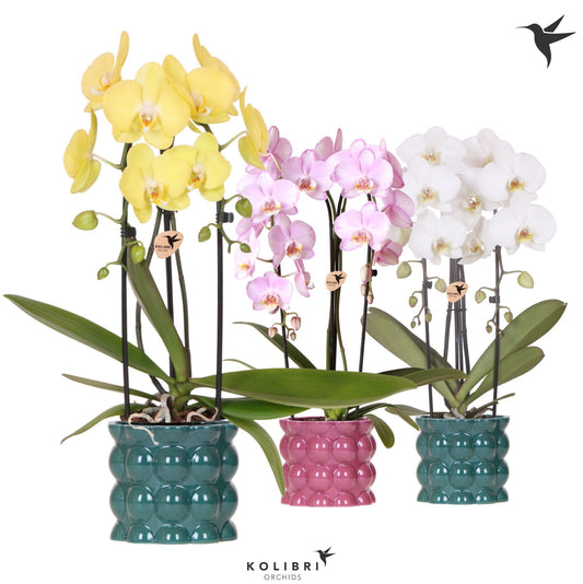 Phalaenopsis Elegant cascade 50cm 12cm Pot