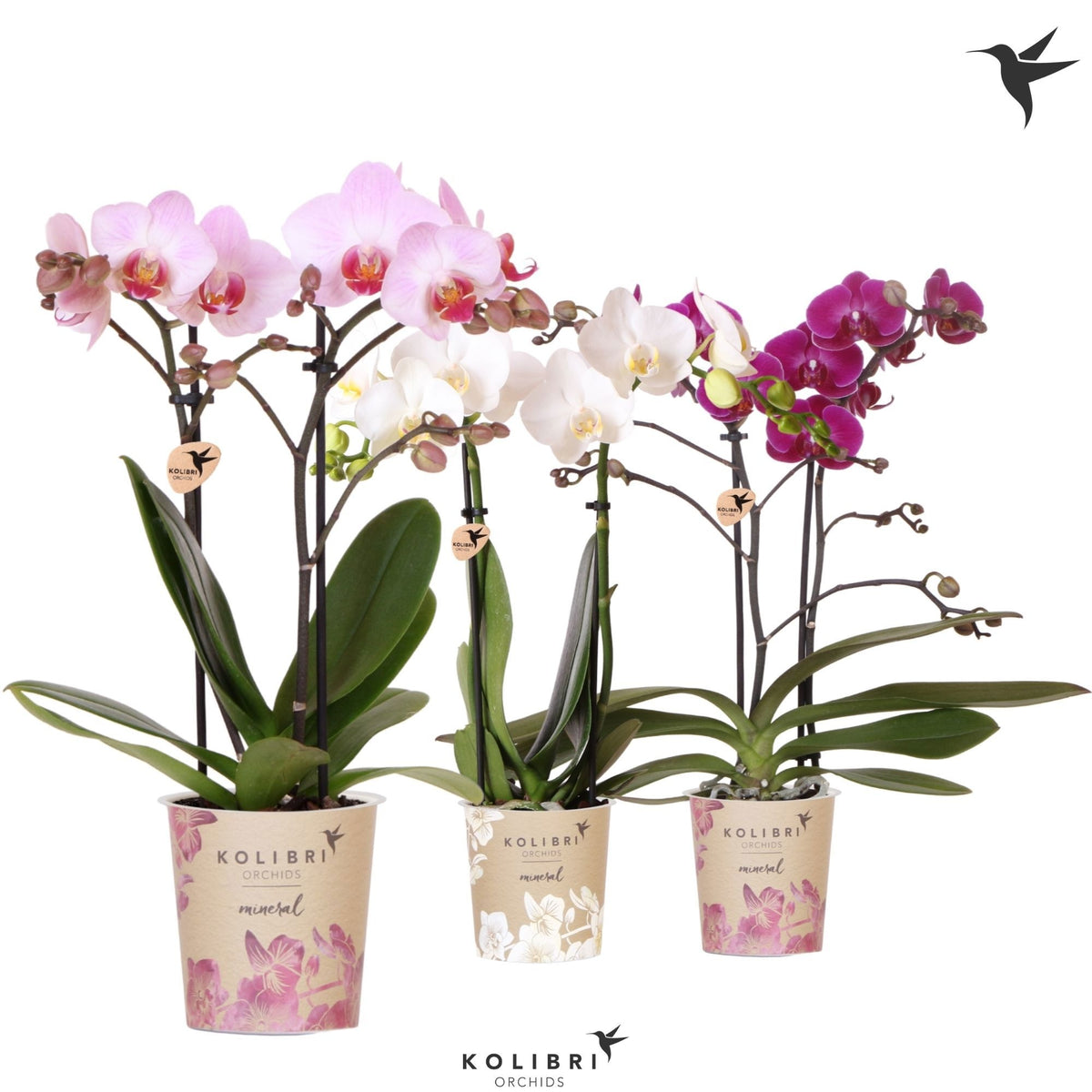Phalaenopsis mix 40cm 9cm Pot