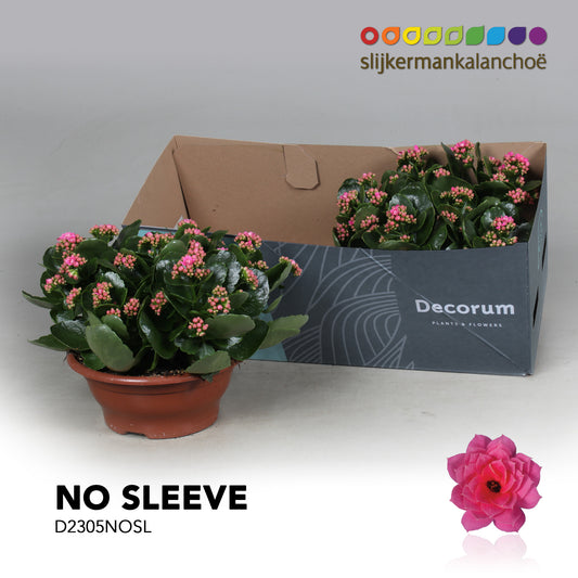 Kalanchoe Serenity Pink 28cm 23cm Pot