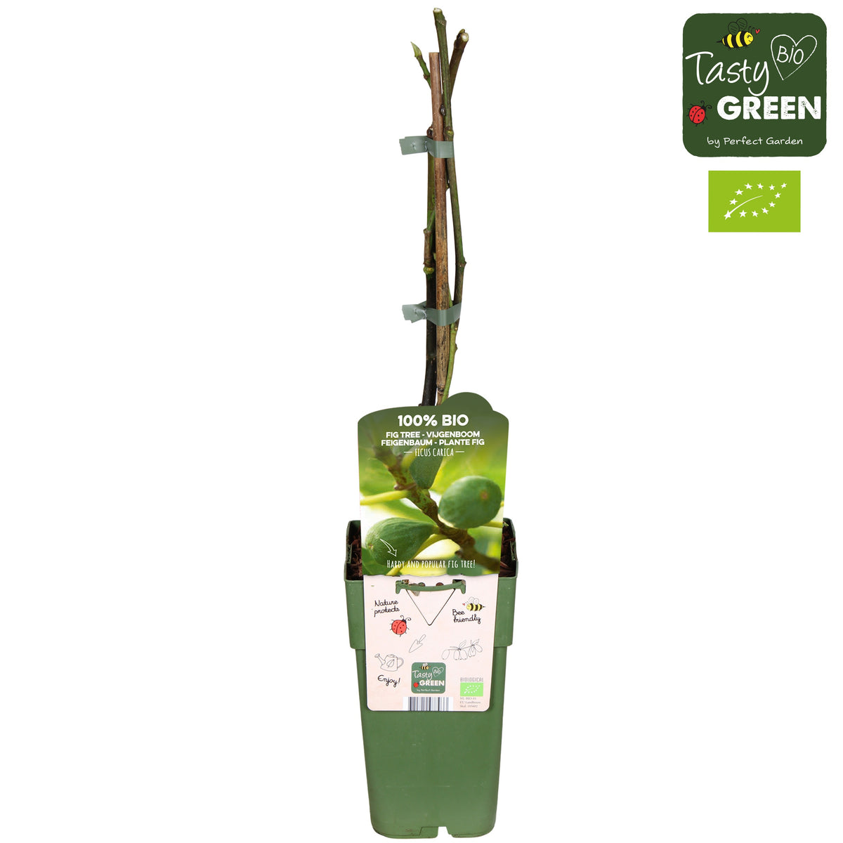 Ficus carica Brown Turkey 50cm 15cm Pot