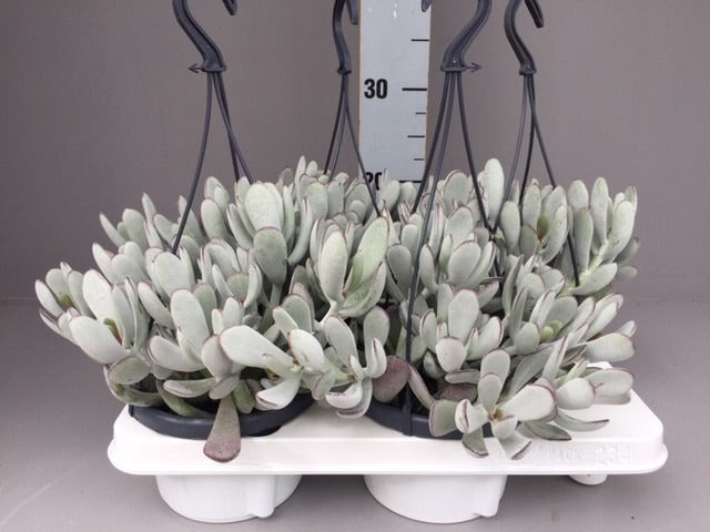 cotyledon-coral-25cm-14cm-pot