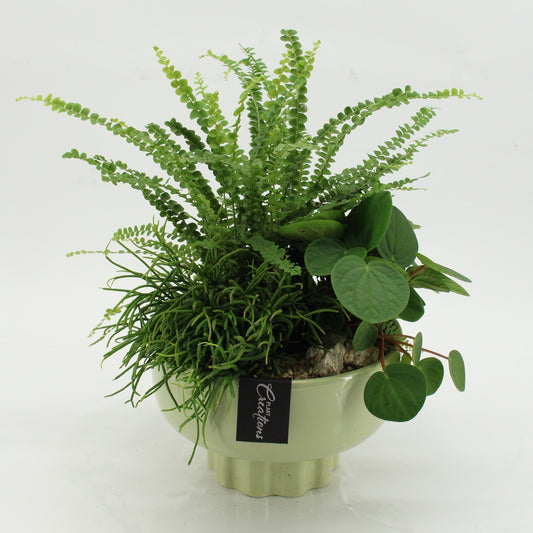Indoor green arrangement 40cm 22cm Pot