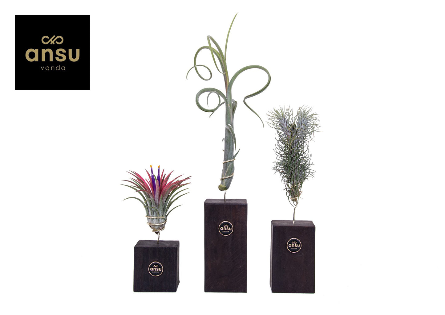 Tillandsia brunt wood trio 40cm 10cm Pot