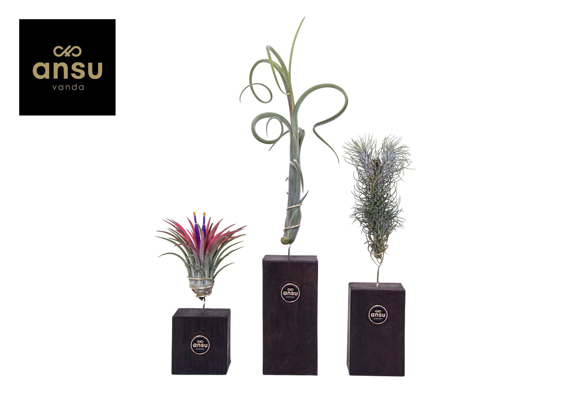 Tillandsia brunt wood trio 40cm 10cm Pot
