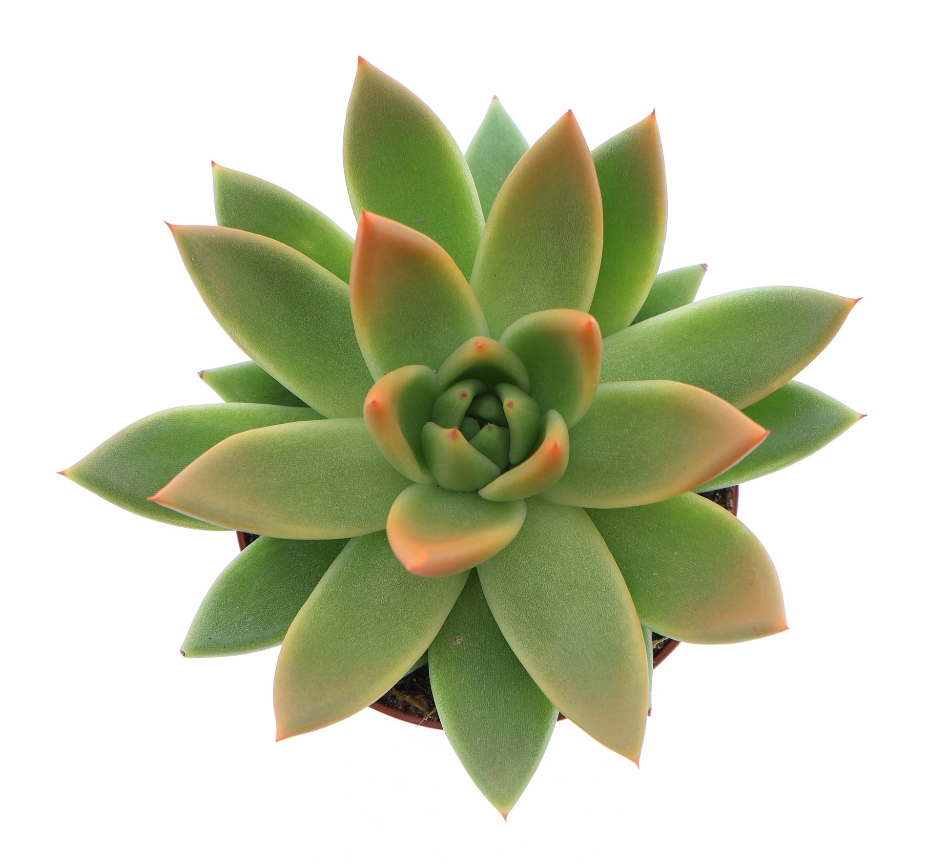 Miranda tips orange 10cm Special Pot (508)