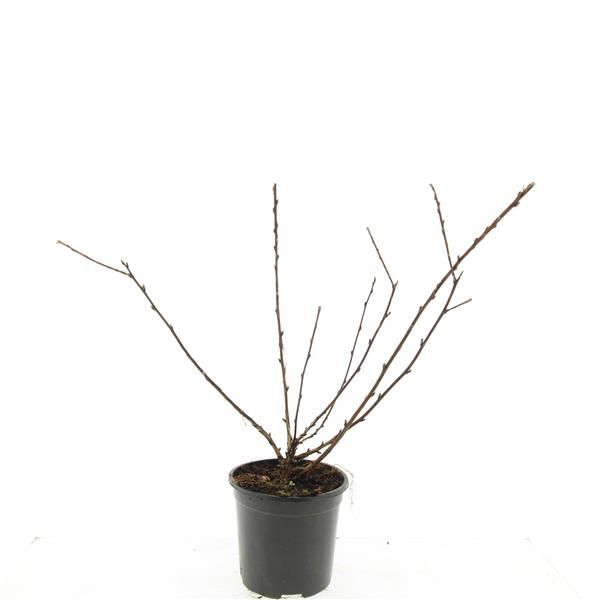 Physocarpus opulifolius 10cm 14cm Pot