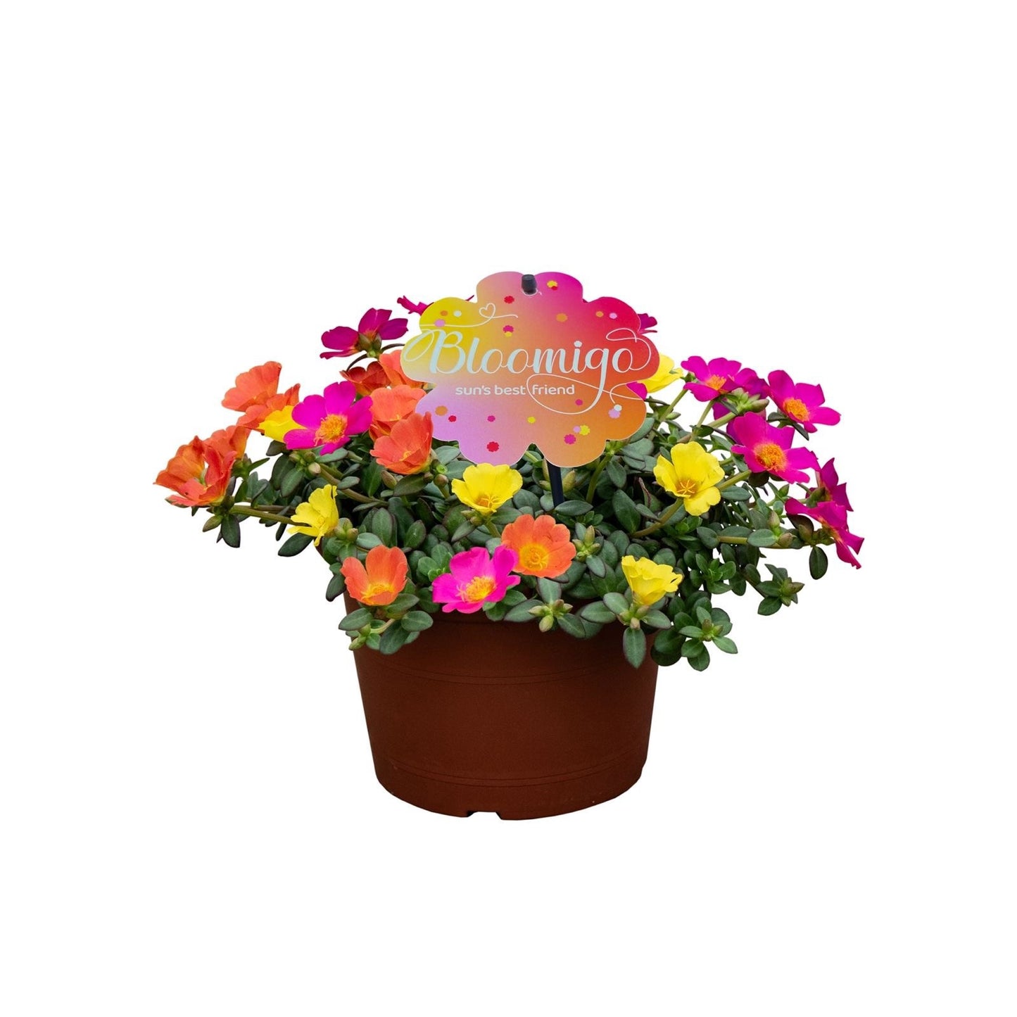 Portulaca 15cm 19cm Pot