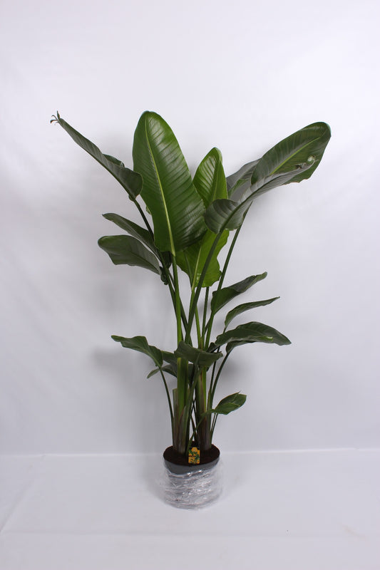 Strelitzia nicolai 170cm 24cm Pot