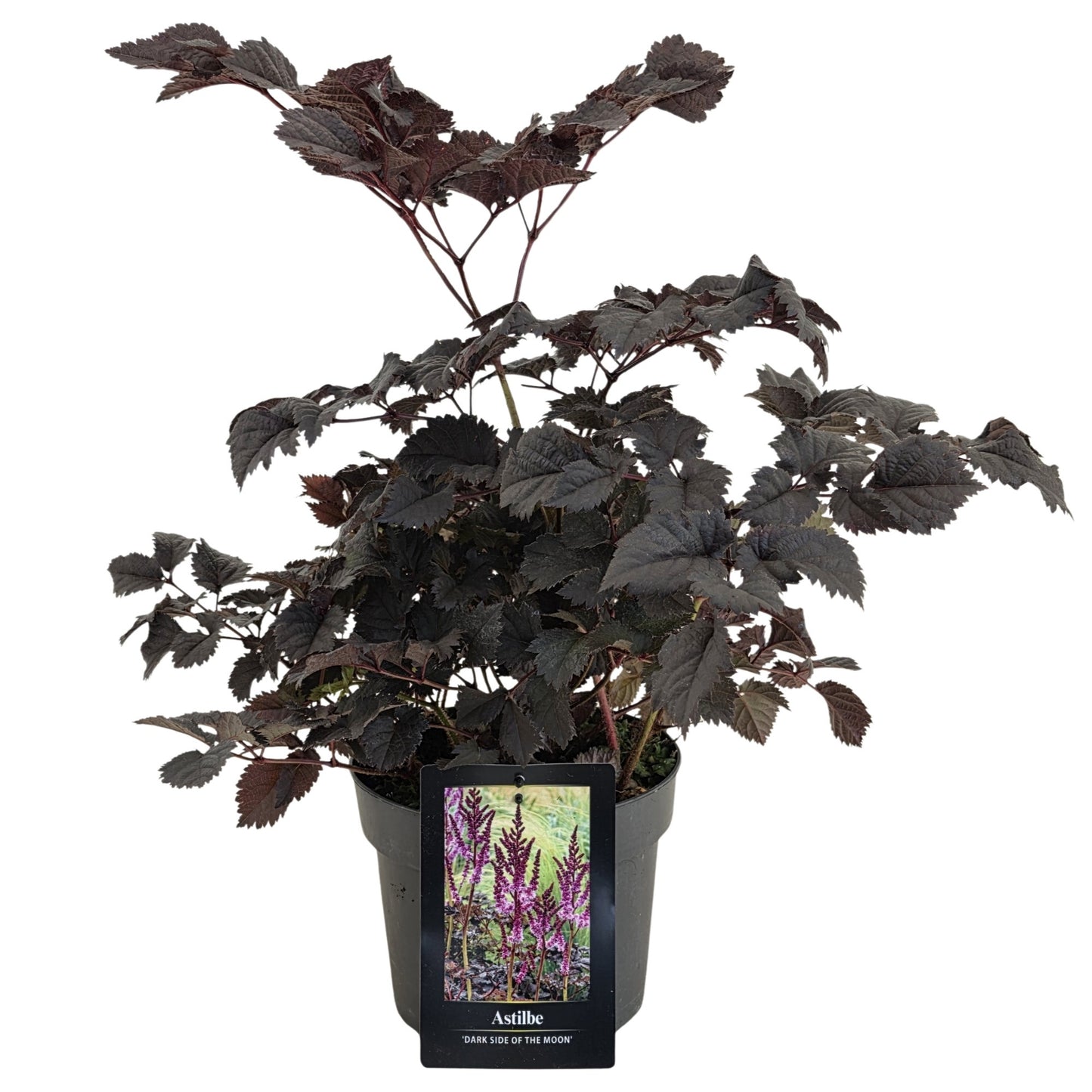 Astilbe Dark Side Of The Moon 50cm 17cm Pot