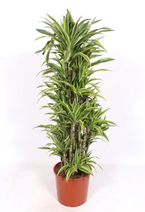 Dracaena fragrans Lemon Lime 180cm 34cm Pot