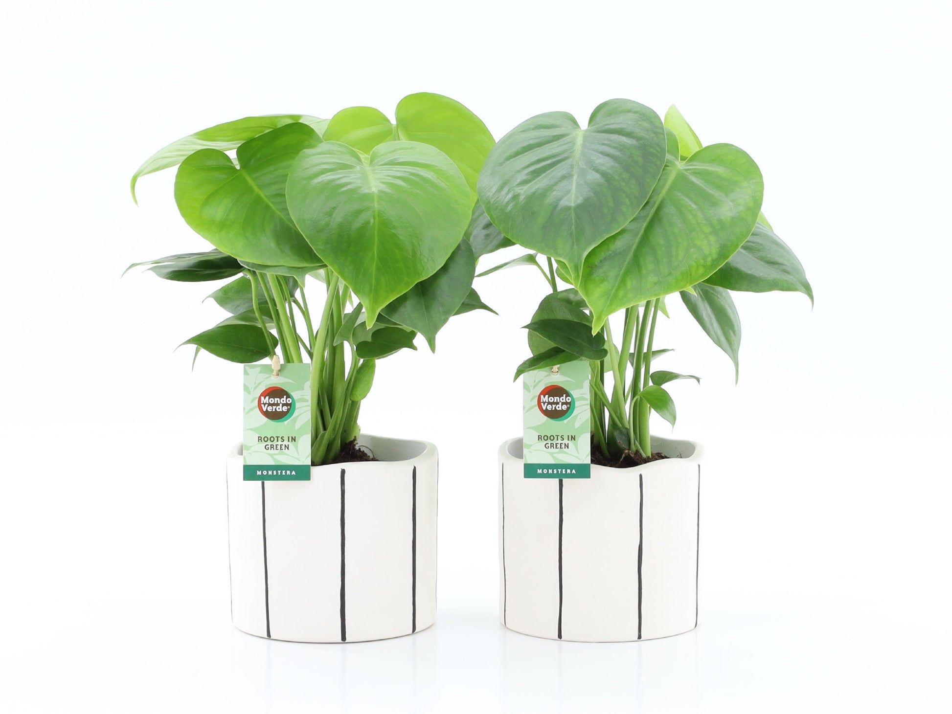 Monstera deliciosa 40cm 13cm Pot