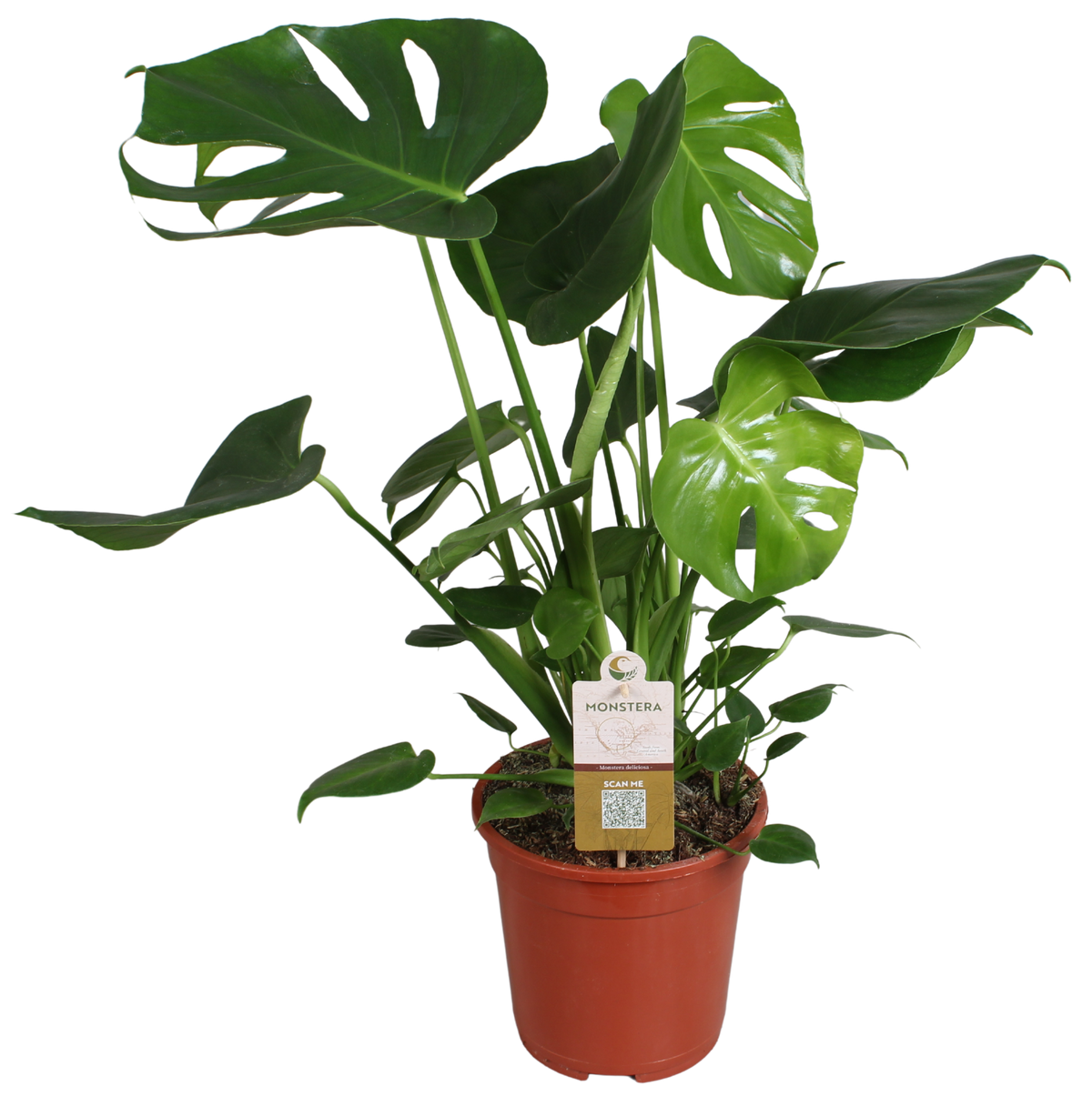 Monstera deliciosa 70cm 21cm Pot