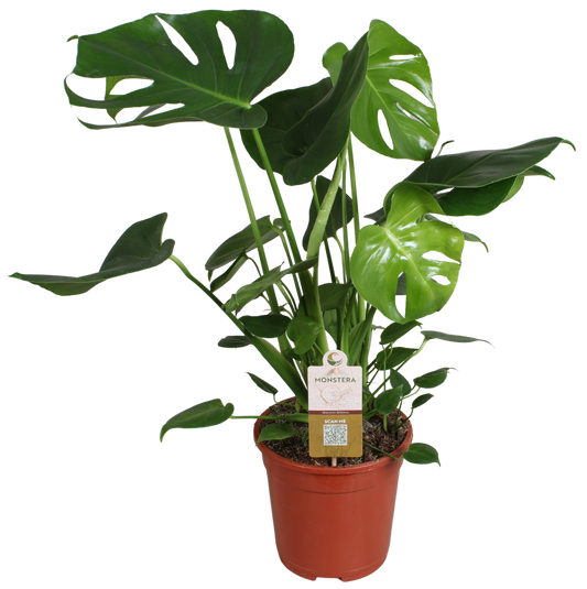 Monstera deliciosa 70cm 21cm Pot