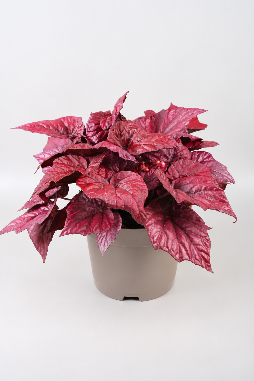 Begonia Beleaf Inca Flame 32cm 17cm Pot