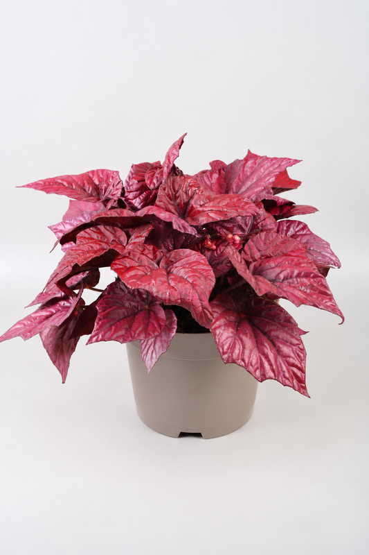 Begonia Beleaf Inca Flame 32cm 17cm Pot
