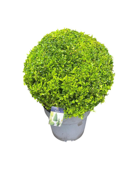 Buxus sempervirens ball 70cm 40cm Pot