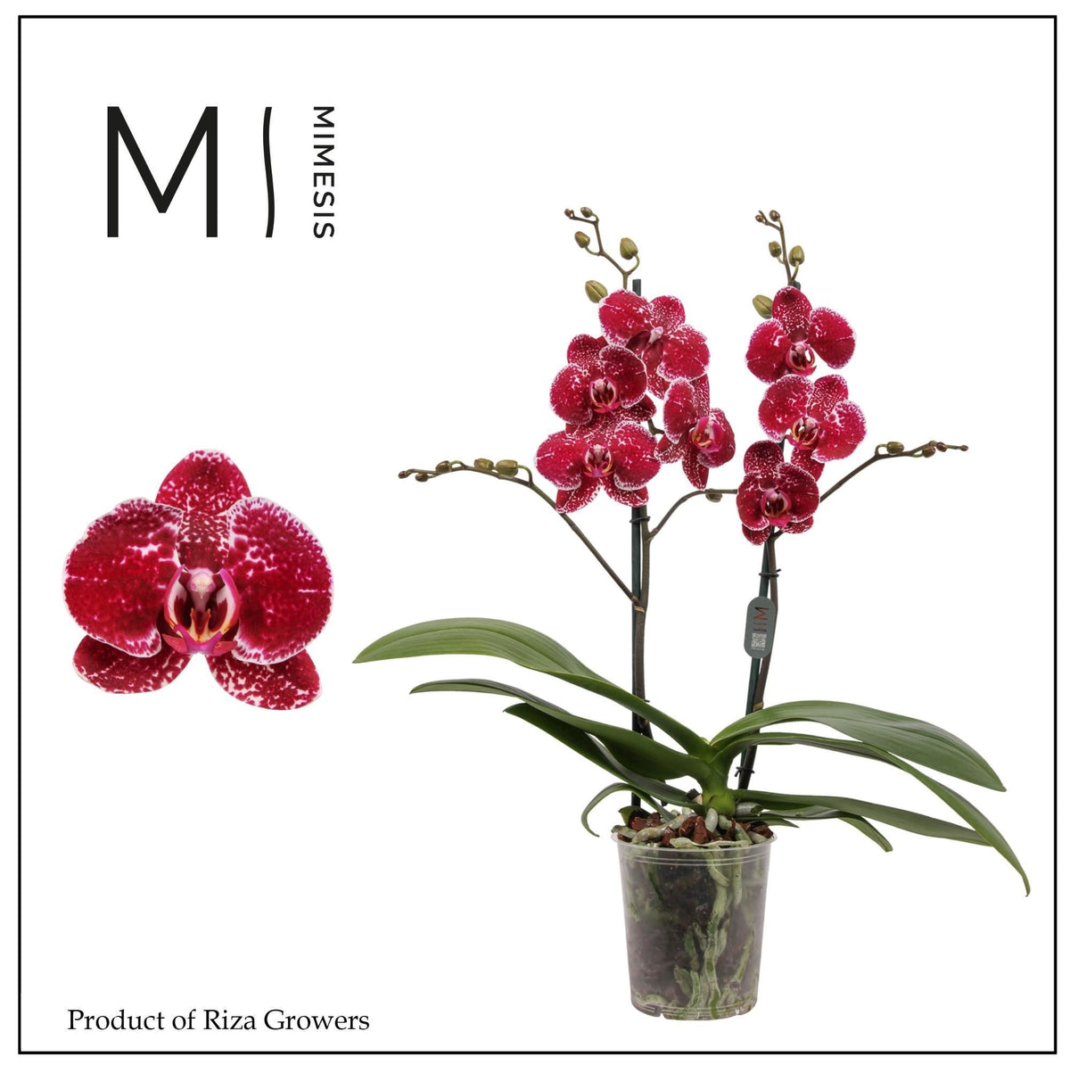 Phalaenopsis Eduction 70cm 12cm Pot
