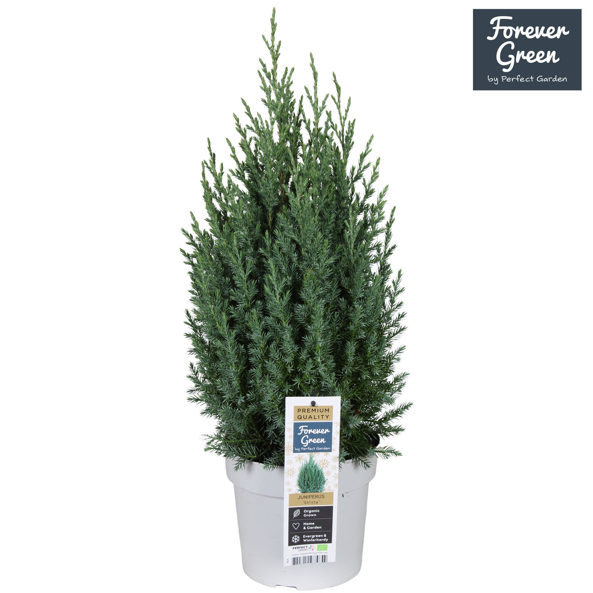 Juniperus Stricta 70cm 19cm Pot