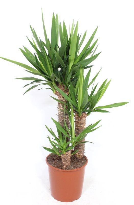 Yucca branched 120cm 24cm Pot