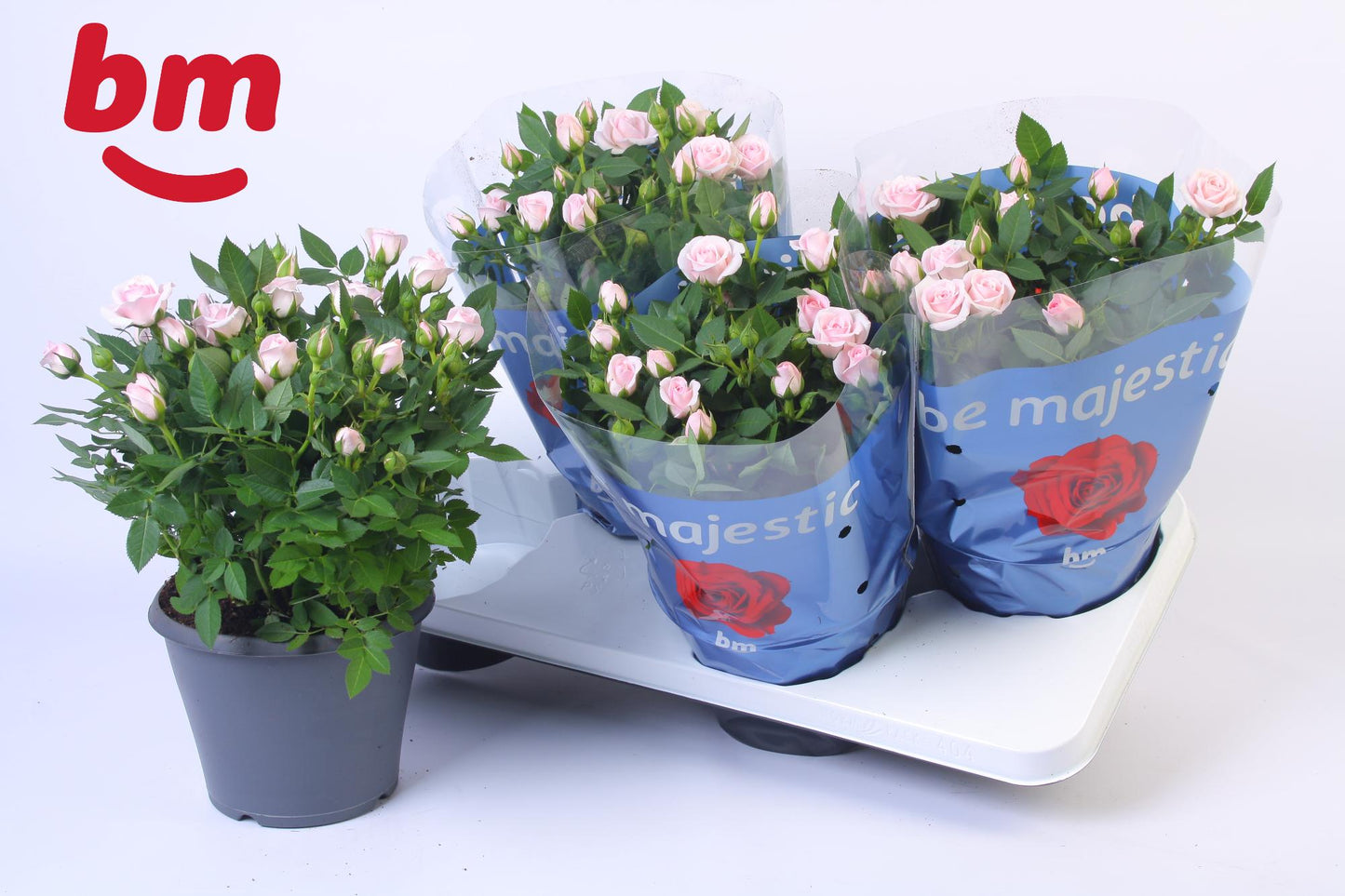 Rosa Jewel Baby 30cm 17cm Pot