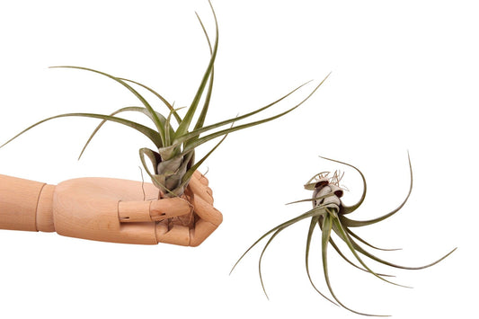 Tillandsia ionantha 20cm 998cm Pot
