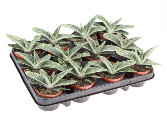 Gasteria Little Warty 12cm 8.5cm Pot