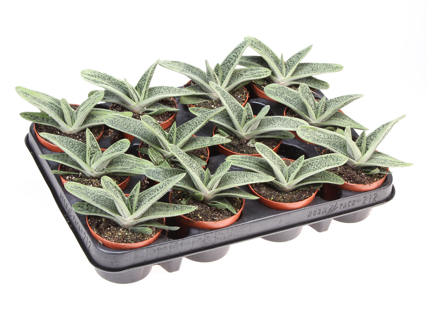 Euro Cactus Holland Bv Gasteria Little Warty Pack of 12