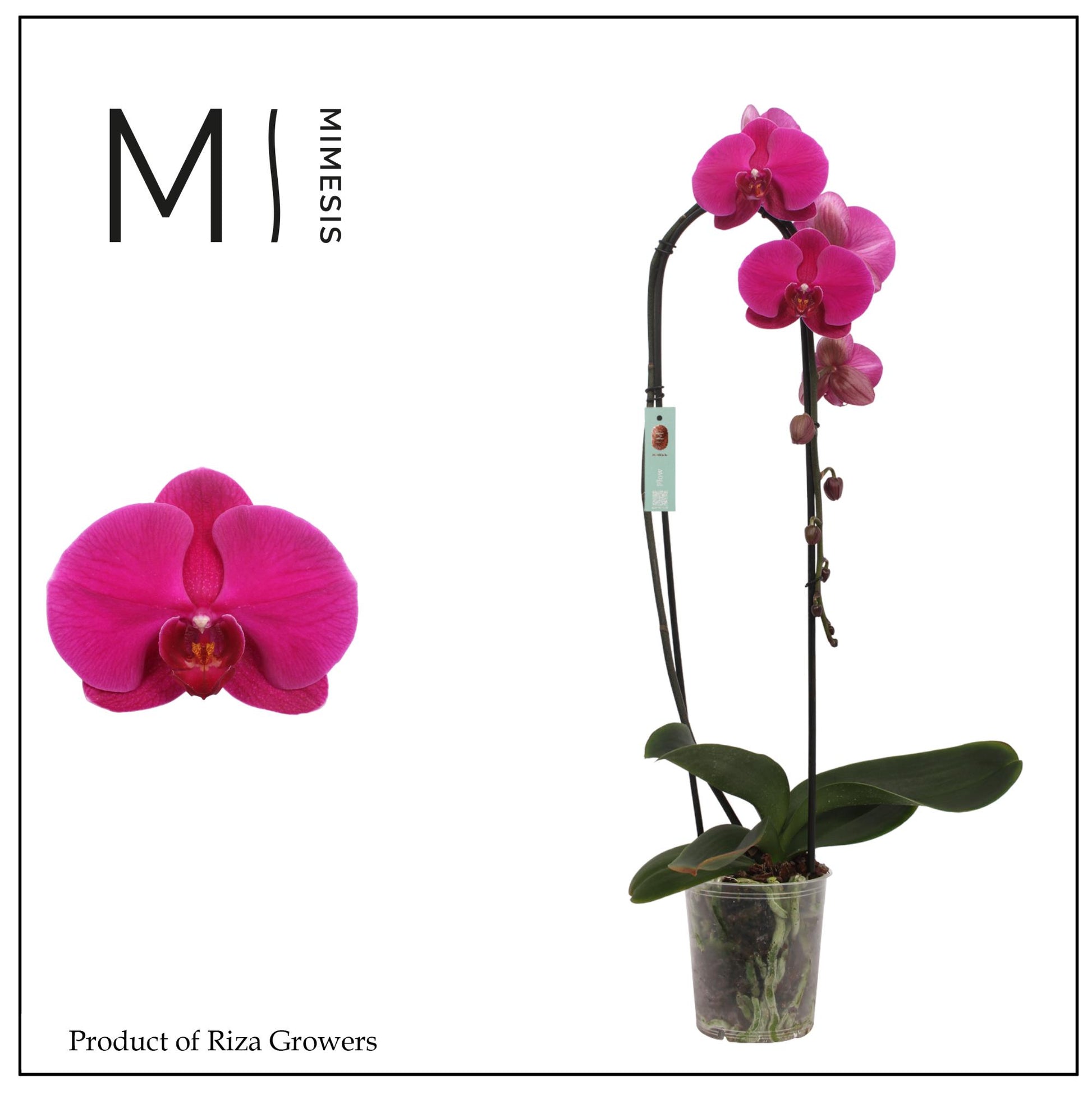 Phalaenopsis Crown Flamingo 60cm 12cm Pot