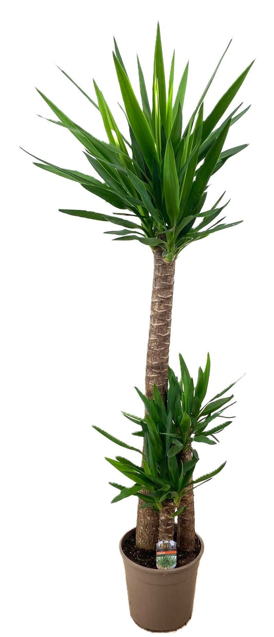 Yucca elephantipes 160cm 27cm Pot