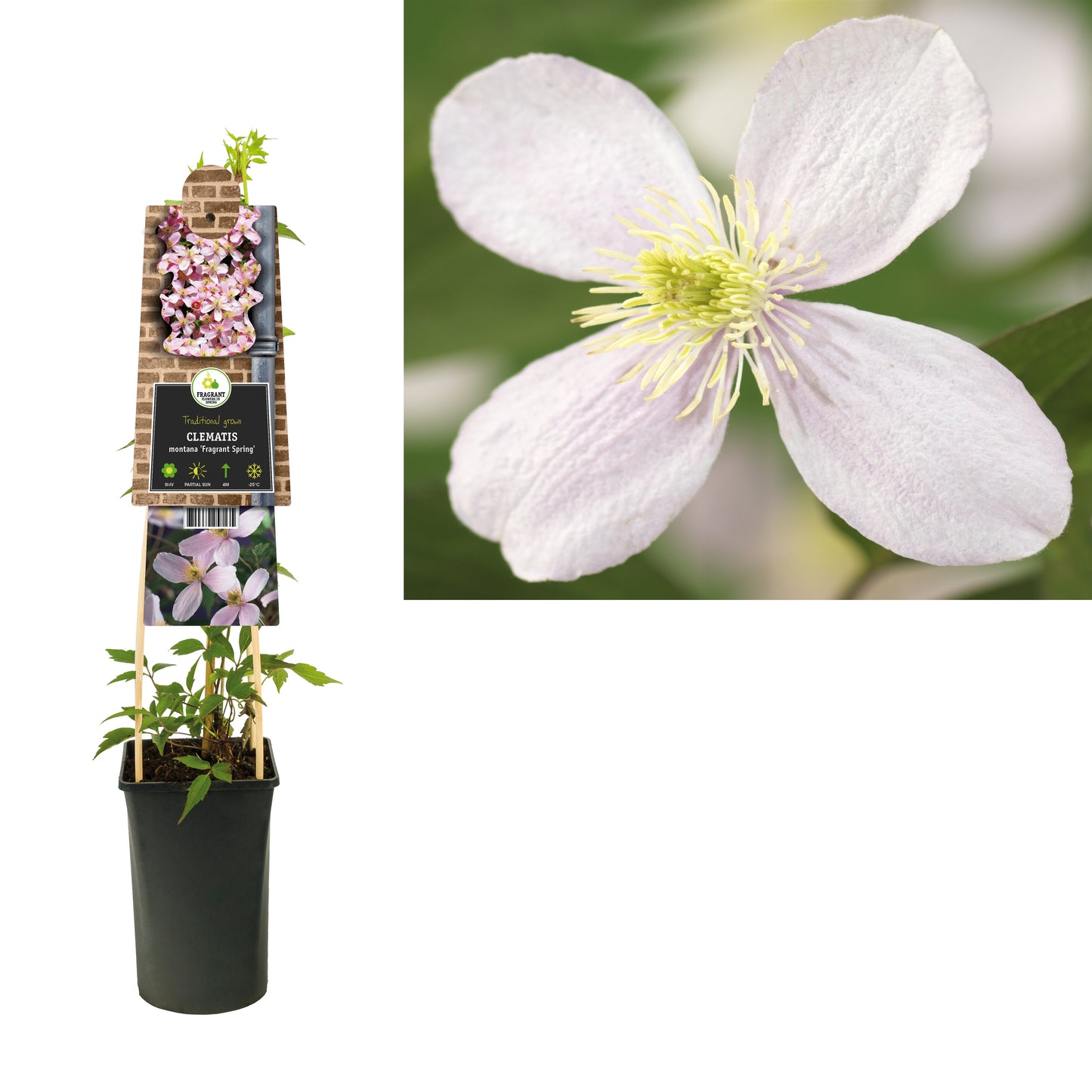 Clematis montana Fragrant Spring 75cm 17cm Pot