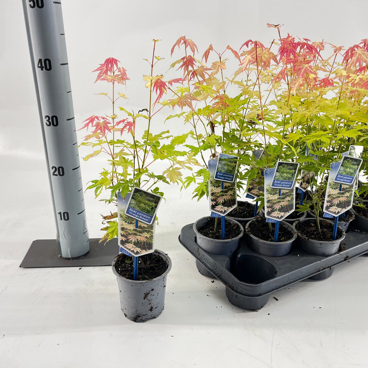 Acer Orange Dream 35cm 10.5cm Pot