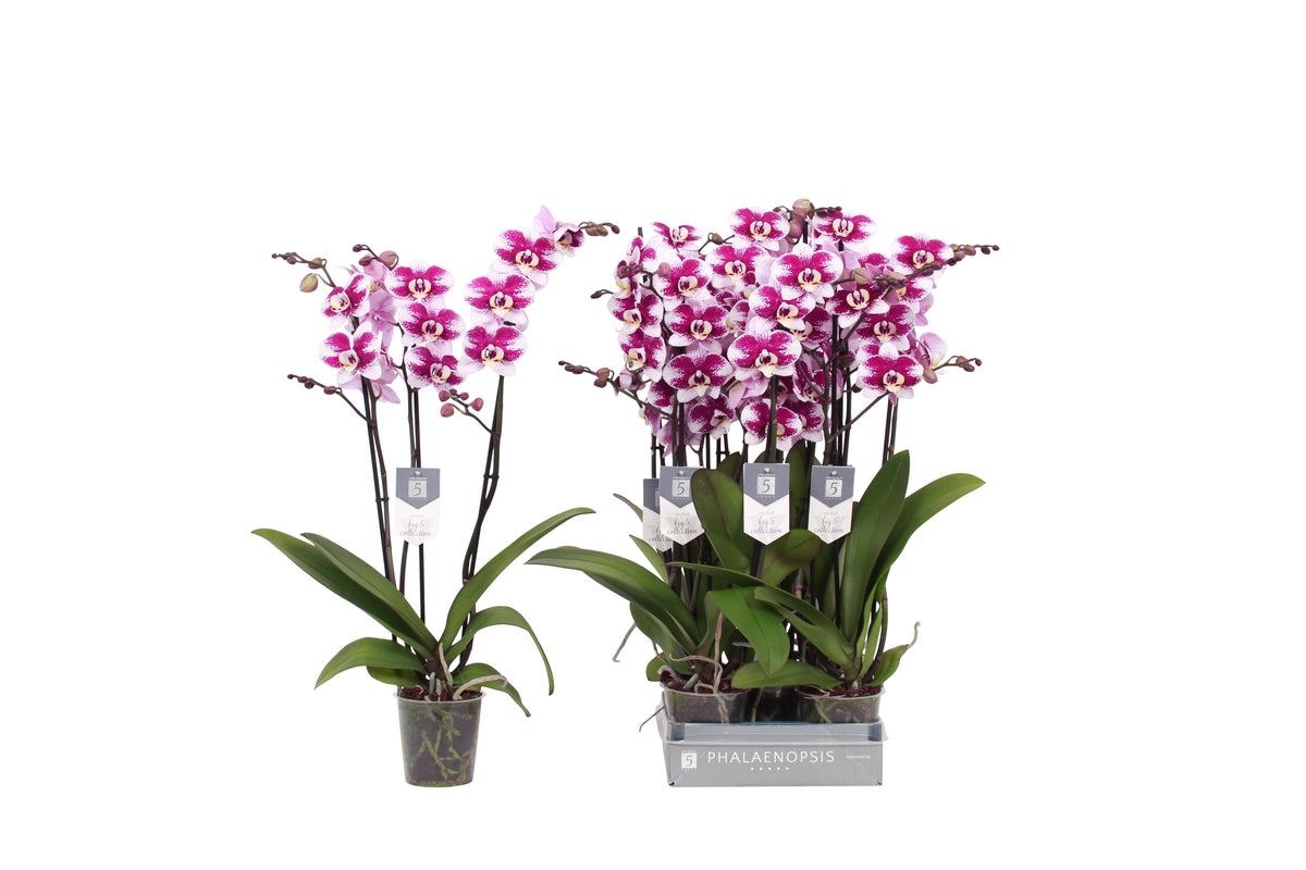 Phalaenopsis Barcelona 60cm 12cm Pot