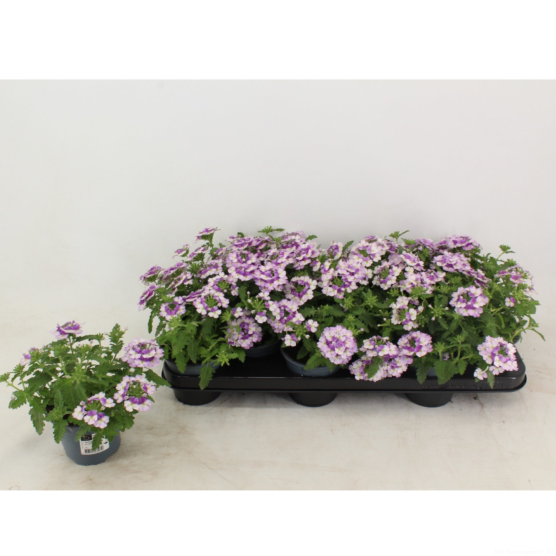 Verbena Lanai Twister Blue 20cm 510cm Pot