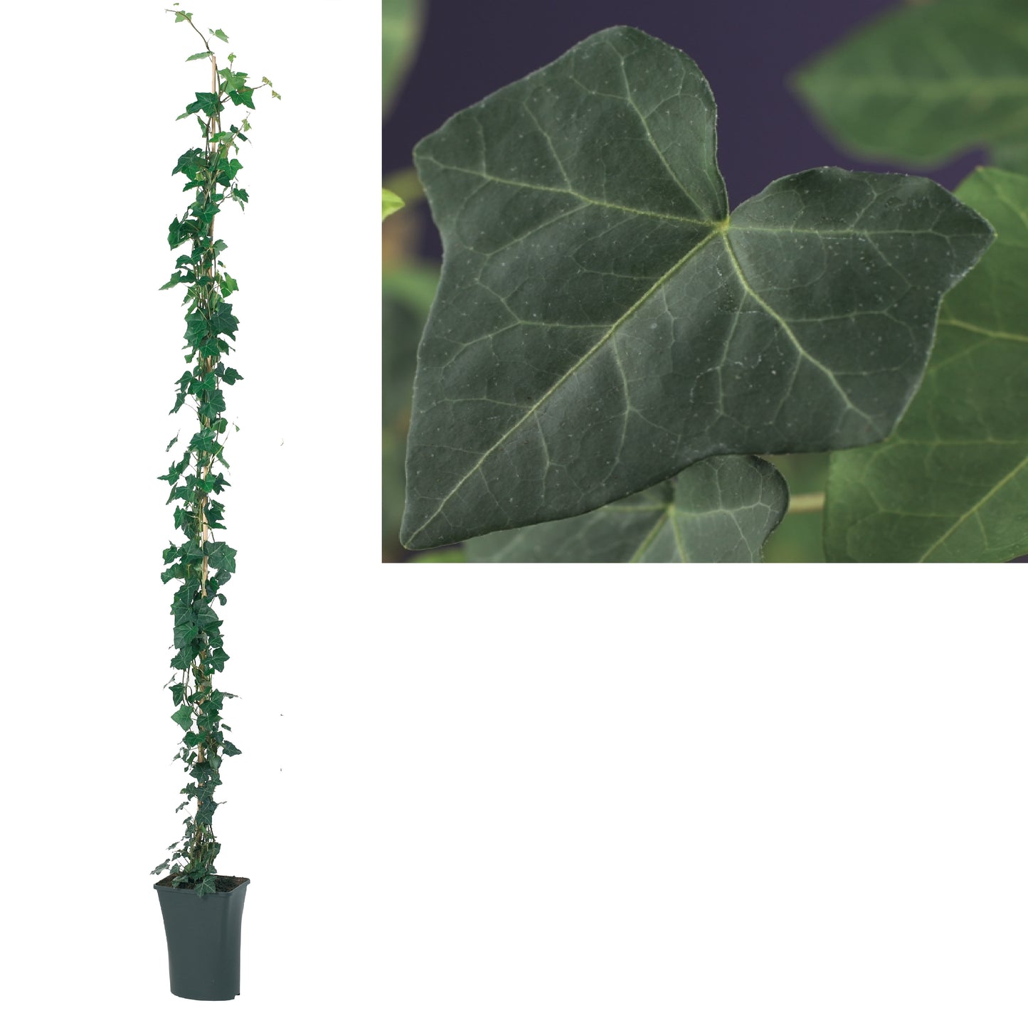 Hedera hibernica 23cm Pot
