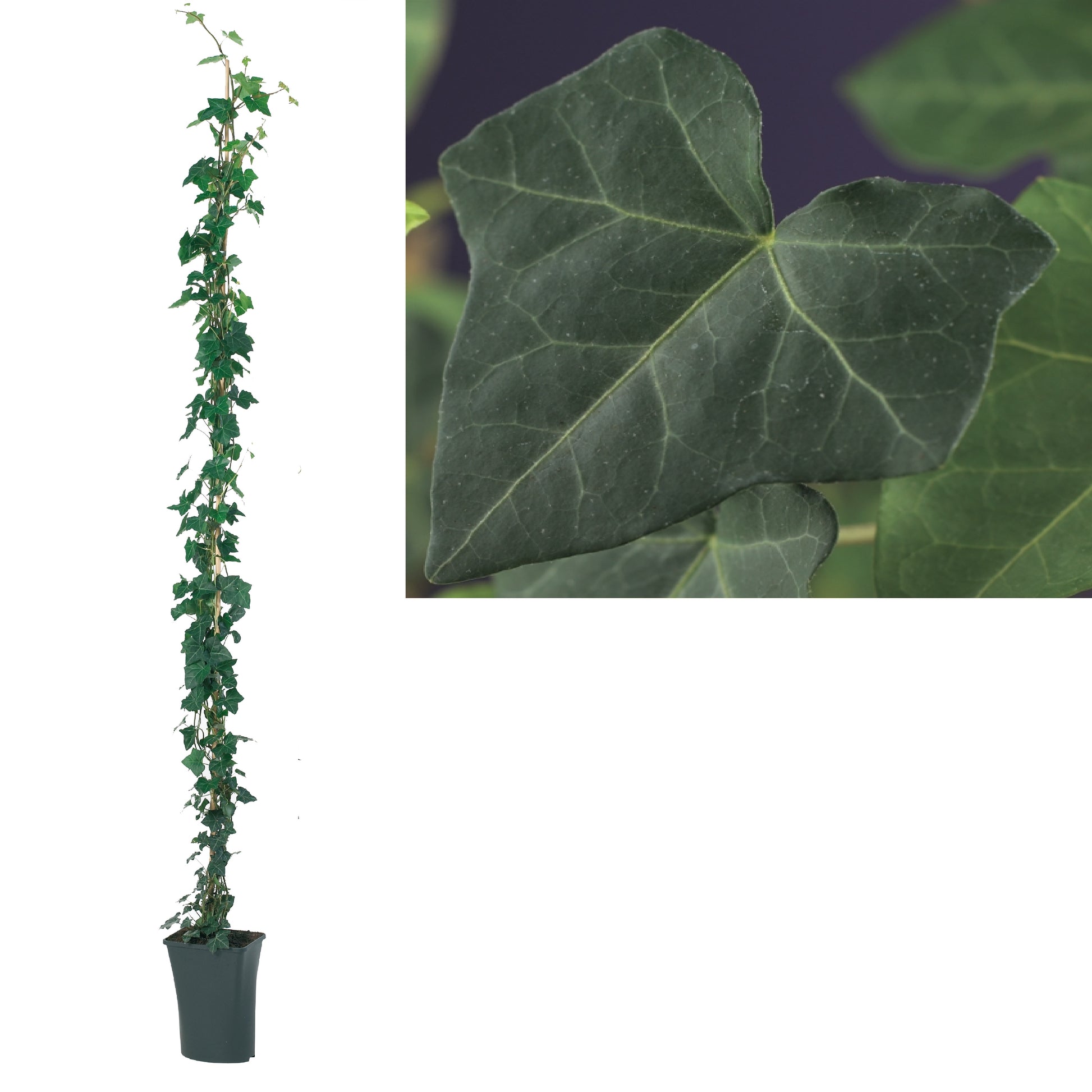 Hedera hibernica 23cm Pot