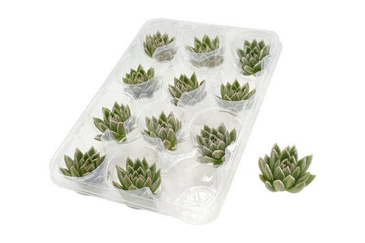 Ami Deco - Cut Echeveria snow 5cm 999cm Pot