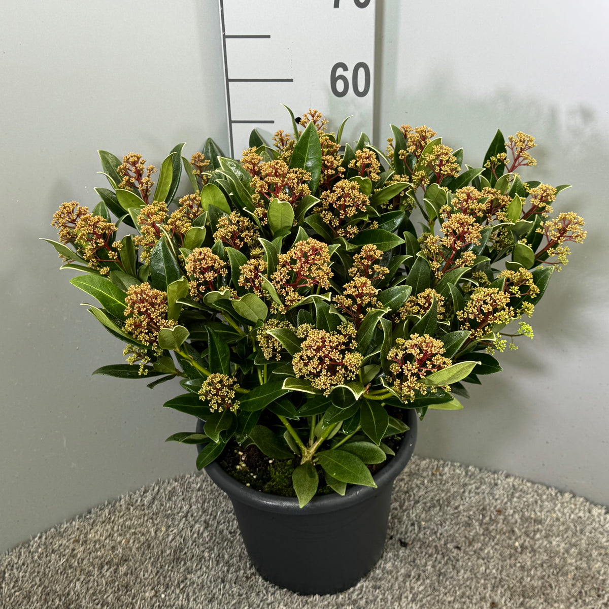 Skimmia japonica Rubesta 50cm 27cm Pot
