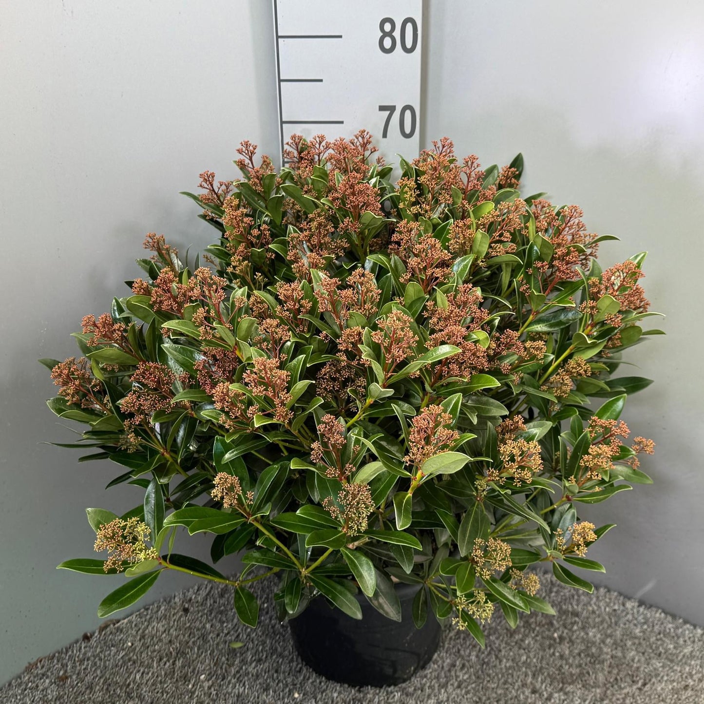 Skimmia japonica Rubesta 50cm 31cm Pot
